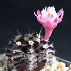 Live succulent plant | Gymnocalycium mihanovichii (Frič ex Gürke) Britton & Rose (Purple black)