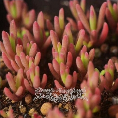 Live succulent plant | Delosperma bosseranum