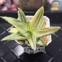 Real & Unique | Aloe perfoliata L. variegata