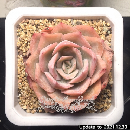 Real & Unique | Echeveria unnamed hybrid variety
