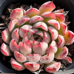 Live succulent plant | Echeveria 'Tough claw'