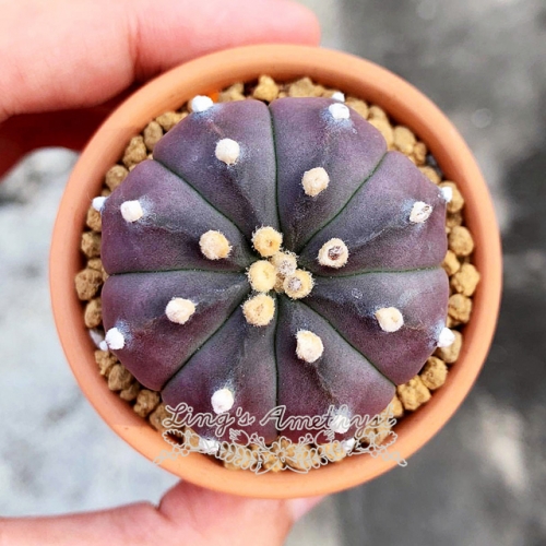 Live succulent plant | Astrophytum asterias (Purple)