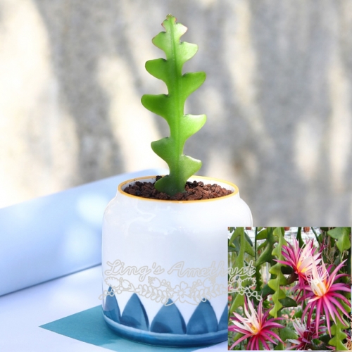 Live succulent plant | Epiphyllum anguliger (A set of 2)